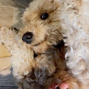 Meet your Posher, Flynn